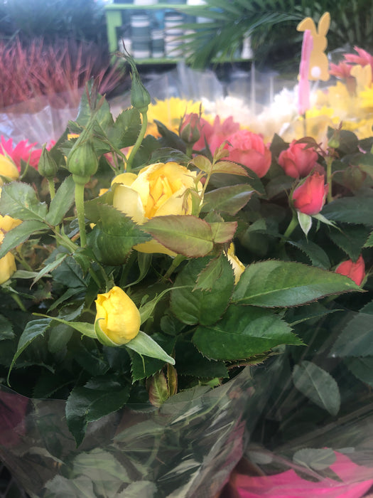 Rose mini