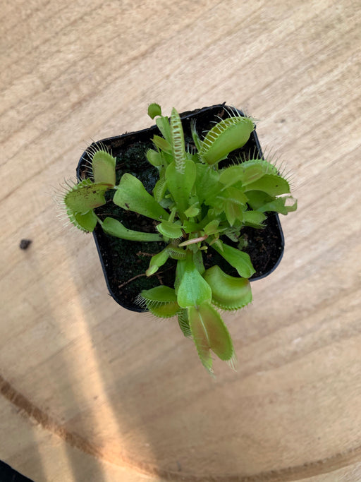 Venus Flytrap