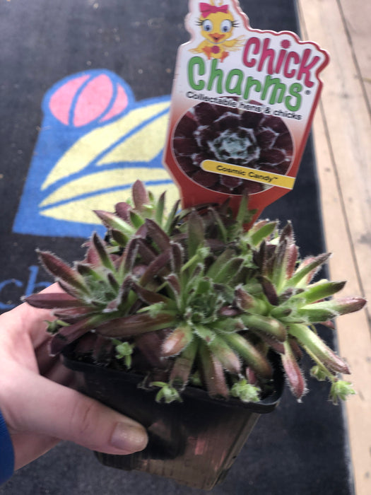 Chick Charm Hen & Chick succulents