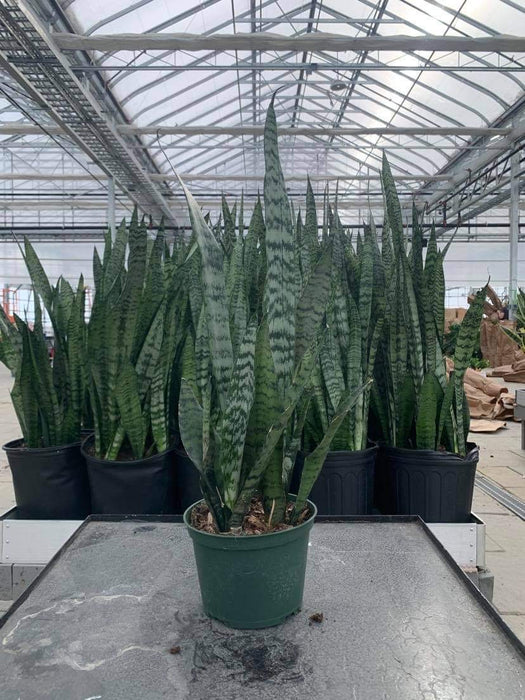 Sanseveria - Snake Plant- Zeylinica