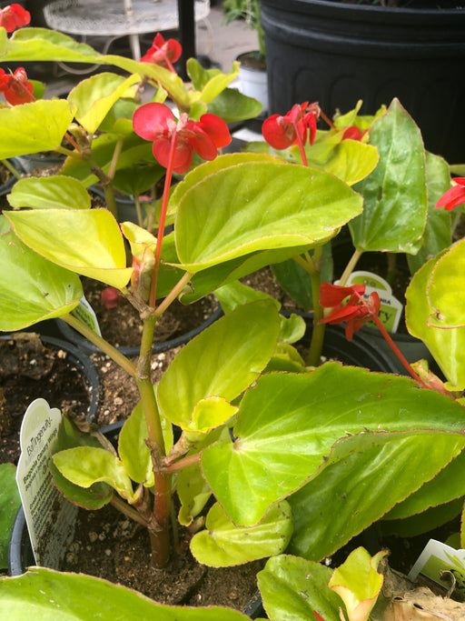Begonia canary wings