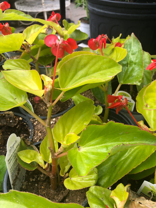 Begonia canary wings