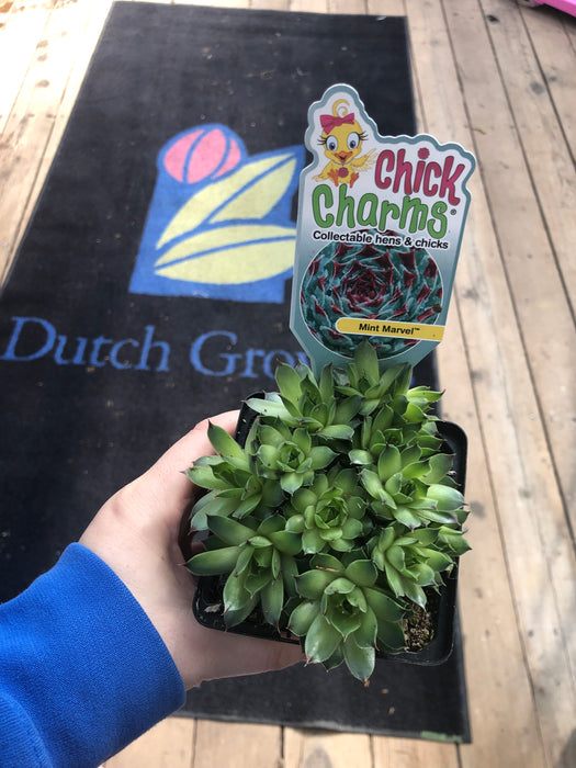 Chick Charm Hen & Chick succulents