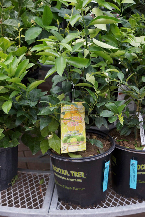 Citrus cocktail Plants-Lemon/Lime