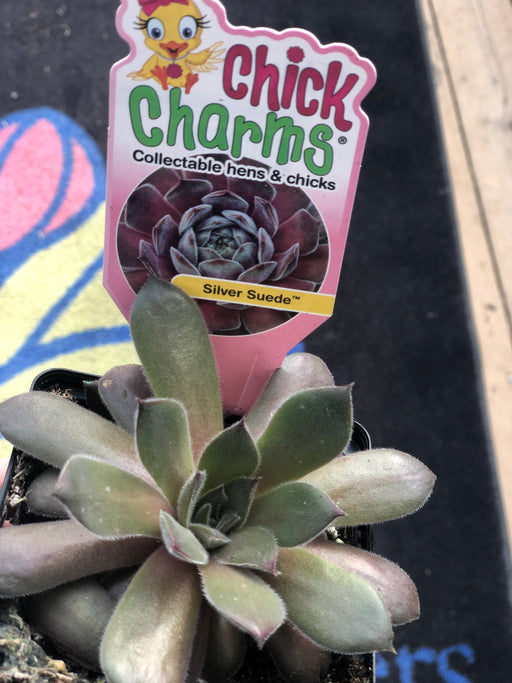 Chick Charm Hen & Chick succulents