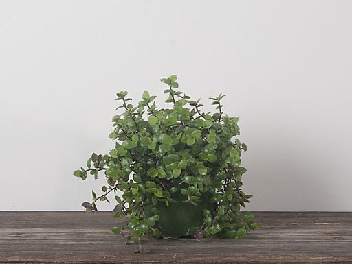 Turtle Vine(Callisia repens)