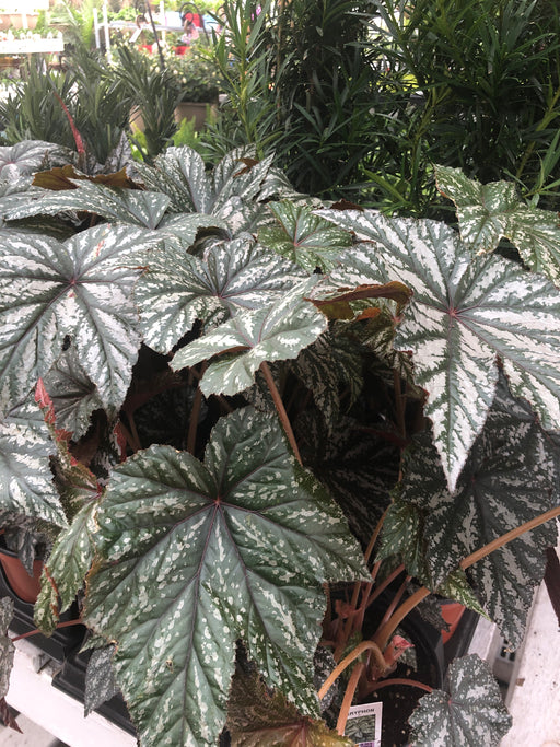 Begonia Gryphon