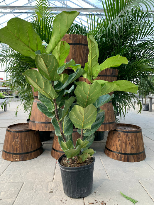 Ficus Lyrata (Fiddle leaf figs)