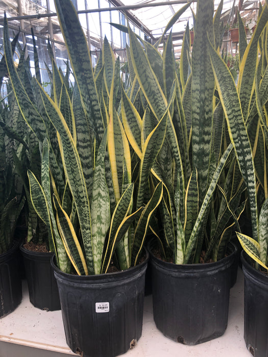 Sanseveria - Snake Plant-Futura superba