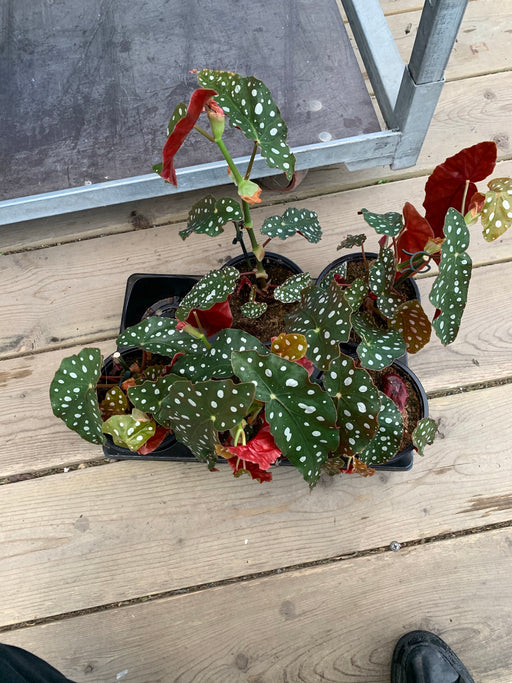 Begonia maculata