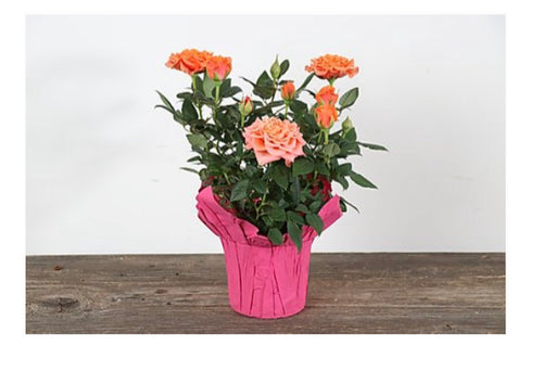 Rose mini