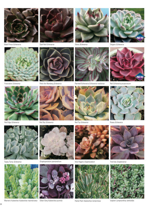 Succulents Plants - Jades #22798