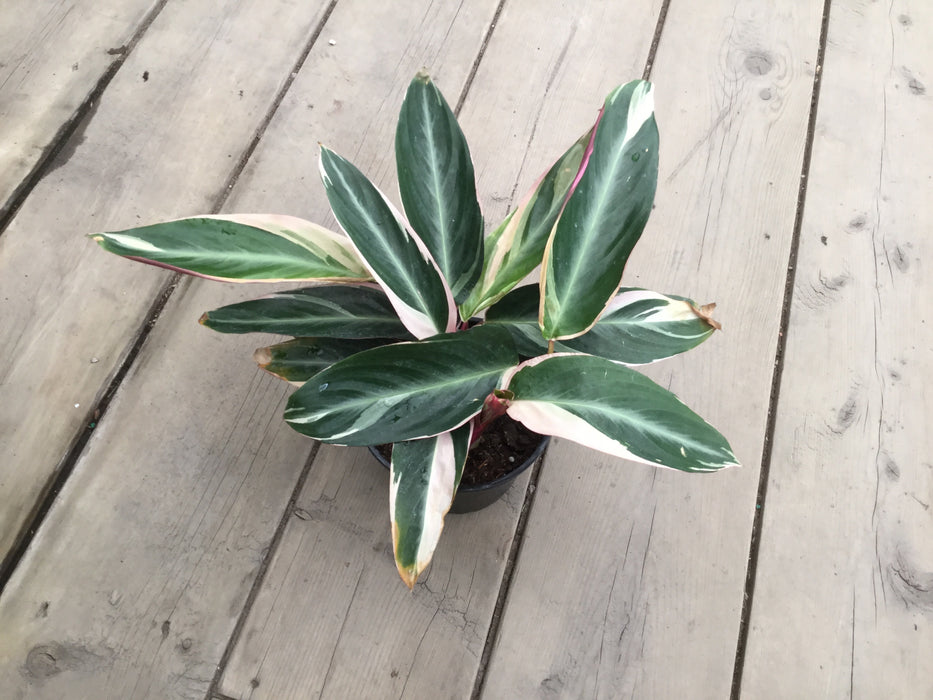 Stromanthe Triostar