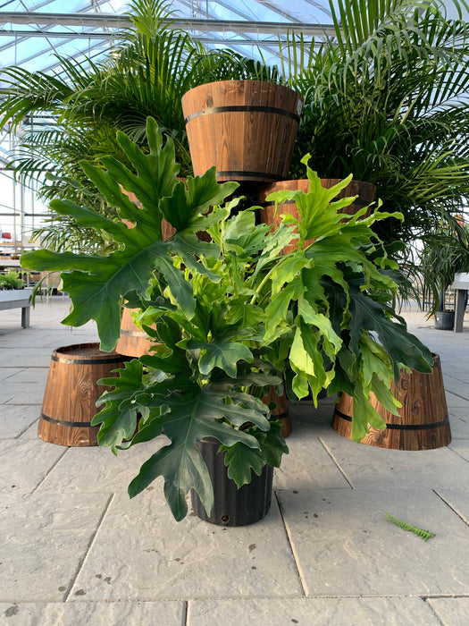 Philodendron Hope