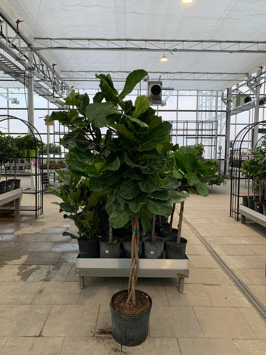 Ficus Lyrata (Fiddle leaf figs)