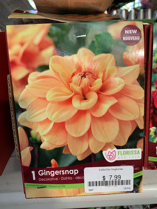 Dahlia-Gingersnap