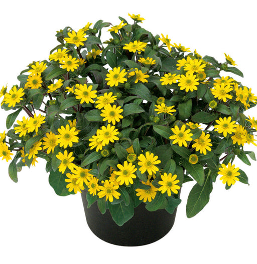 Sanvitalia Sunbini 4" pot