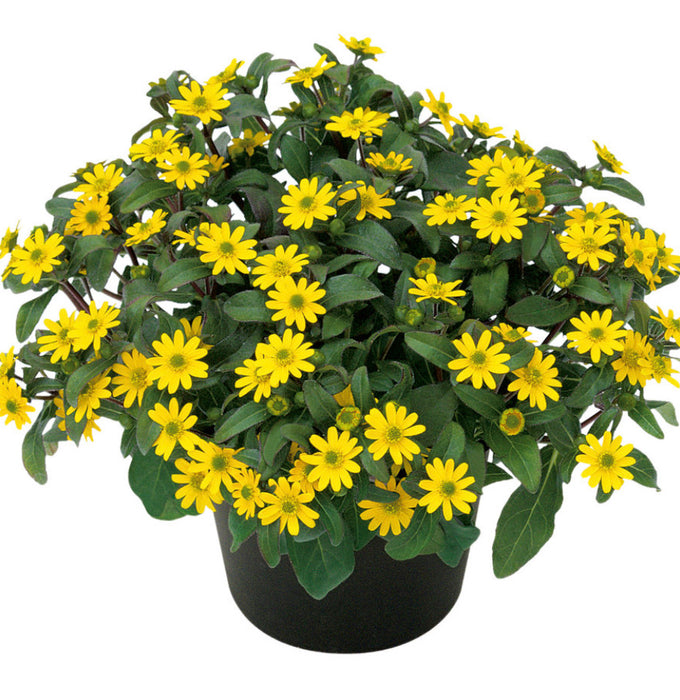 Sanvitalia Sunbini 4" pot