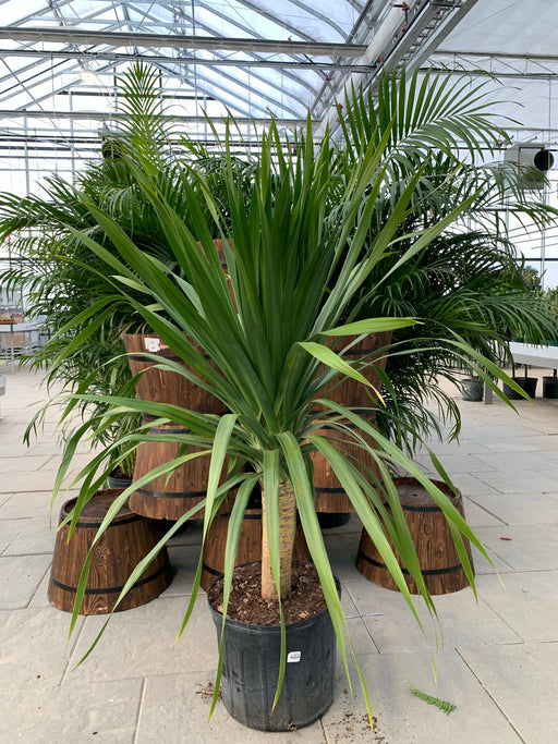 Dracaena Arborea