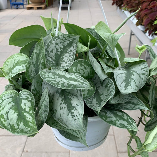 Scindapsus Exotica