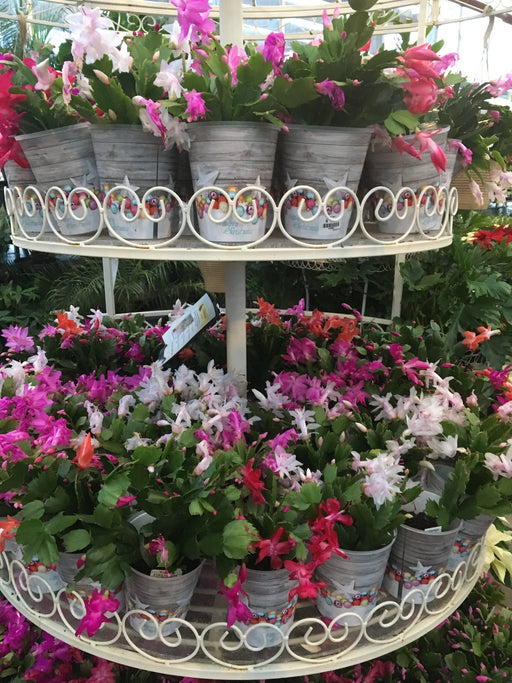 Christmas Cactus 2.5"