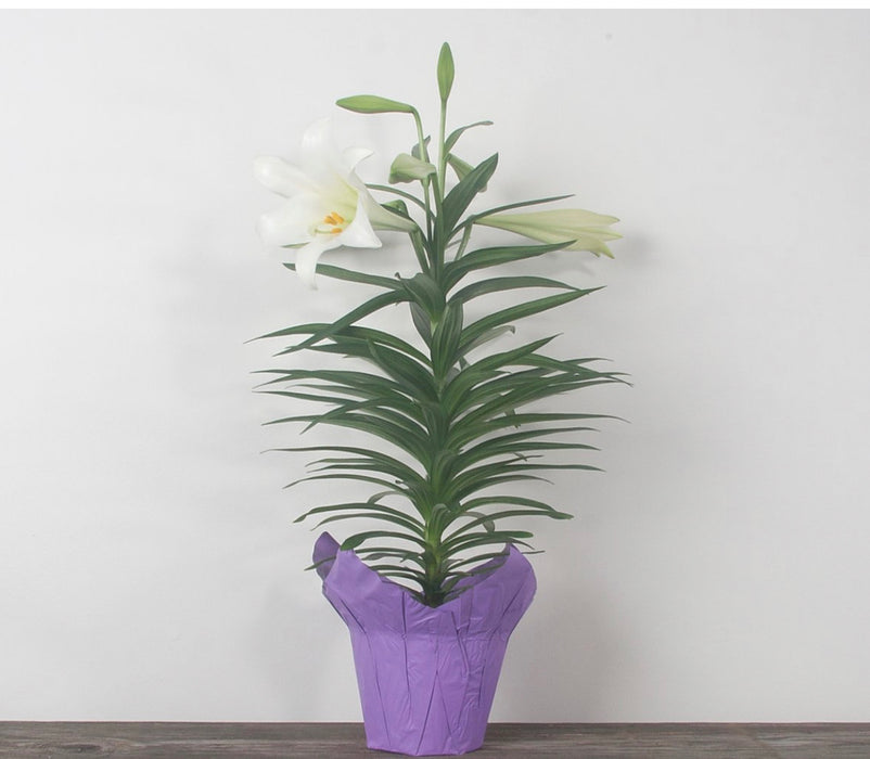 Easter Lily-