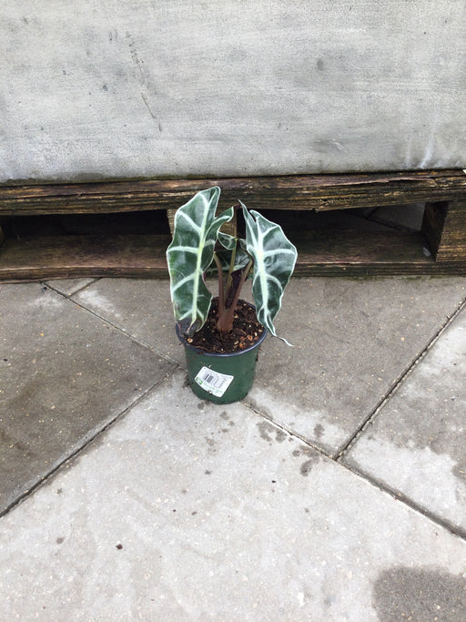 Alocasia African Mask