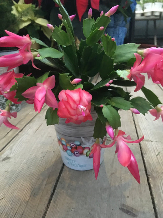 Christmas Cactus 2.5"
