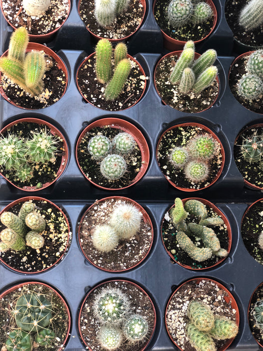 Cactus plants
