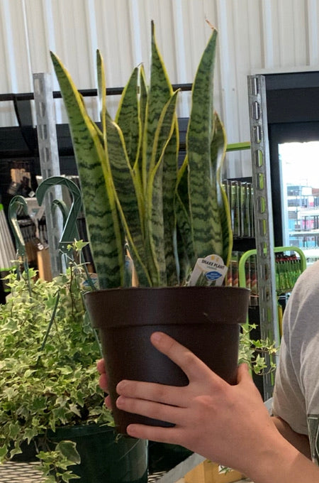 Snake plant (Sansevieria) Laurentii