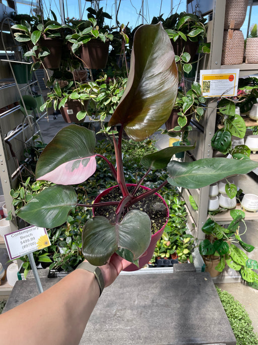 Philodendron Pink Princess