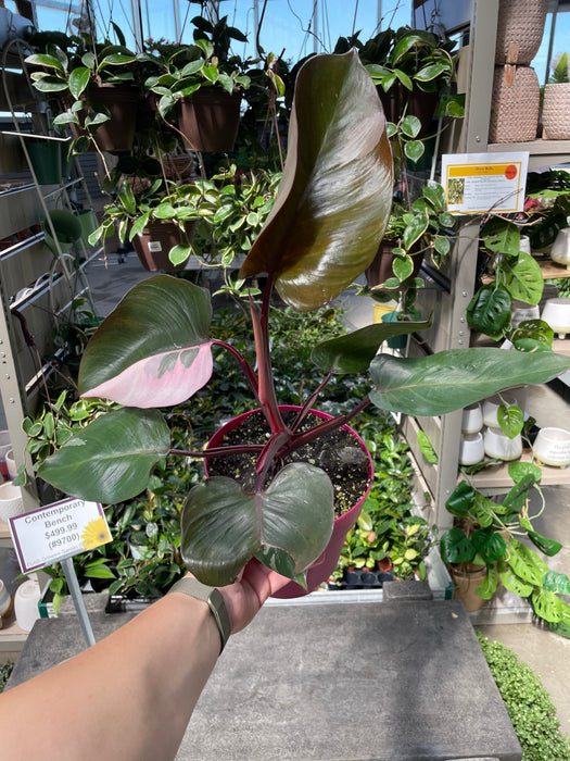 Philodendron Pink Princess