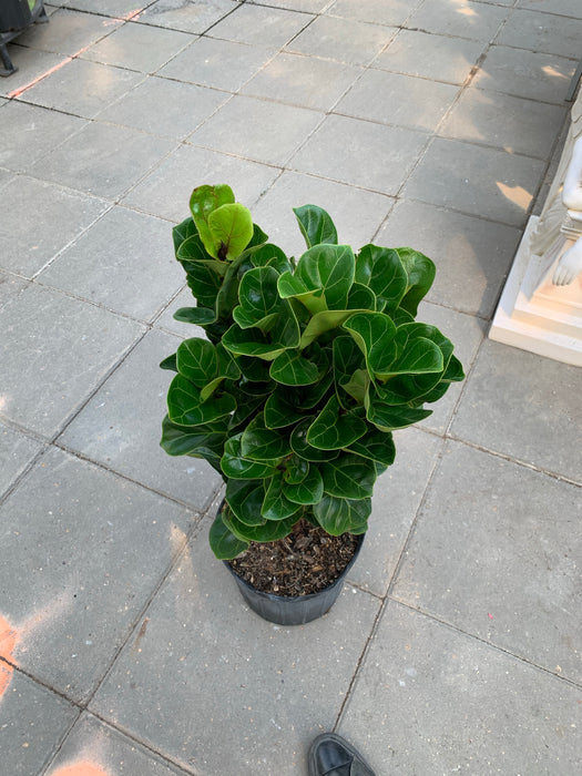 Ficus Lyrata (Fiddle leaf figs)