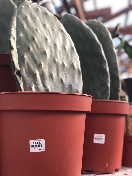 Cactus plants