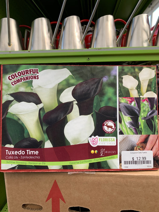 Calla Lily-Tuxedo Time