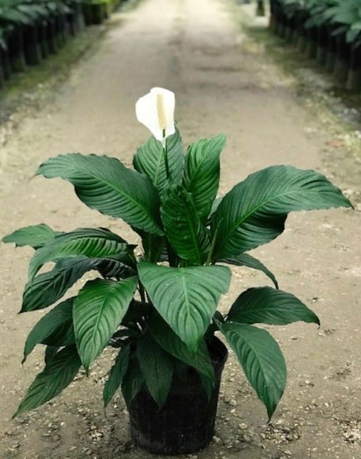 Peace lily