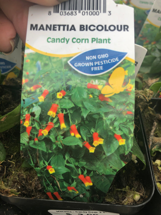 Candy corn vine Manettia 2.5”