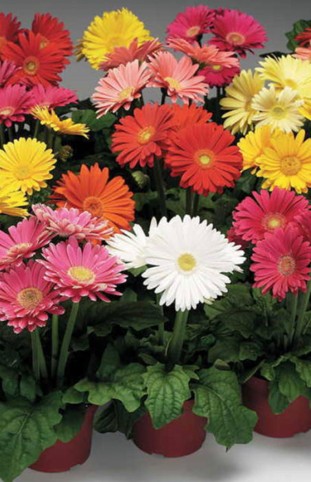 Gerbera Daisy