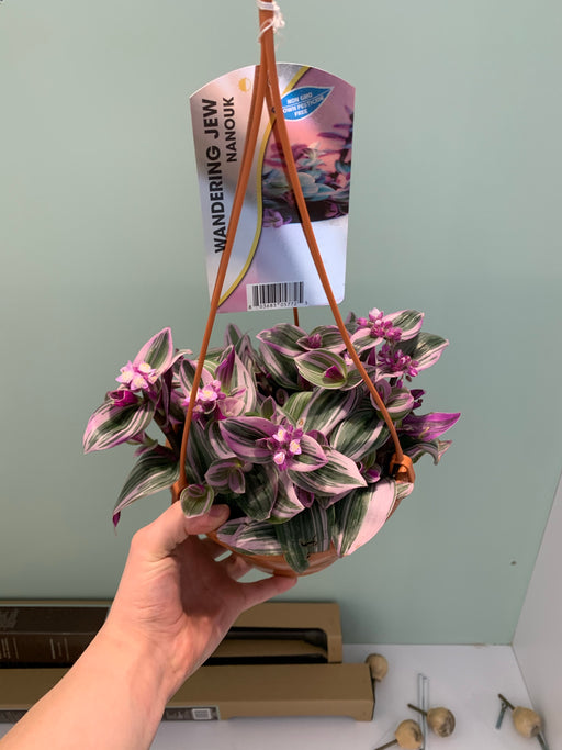Tradescantia Nanouk