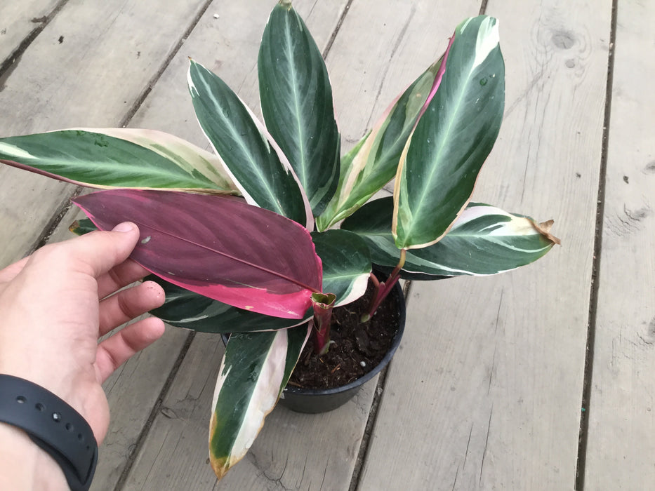 Stromanthe Triostar