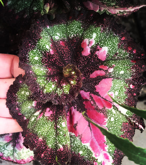 Begonias Rex