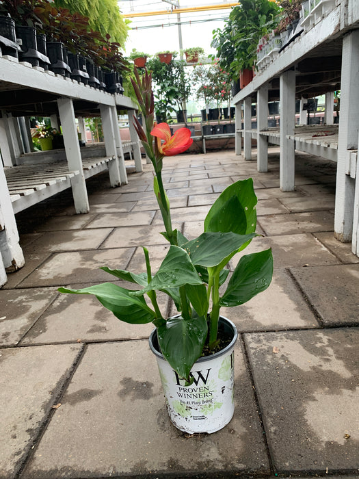 Canna Lilly 2 gallon pot