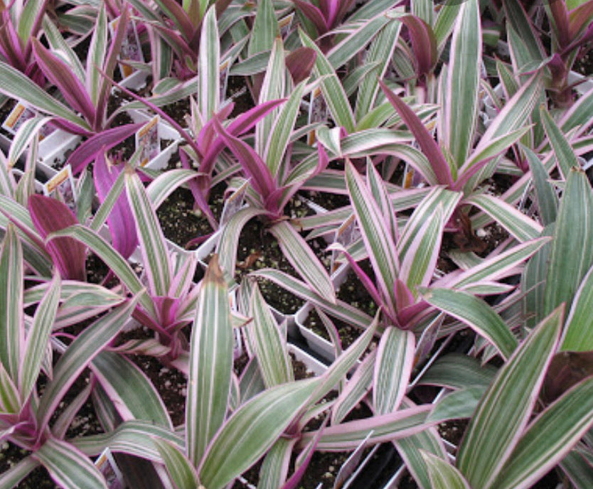 Rhoe Moses in the Boat plant