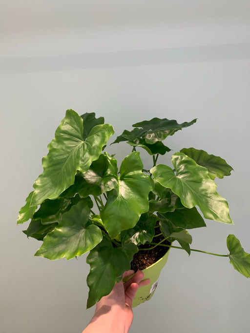 Philodendron Shangri-La