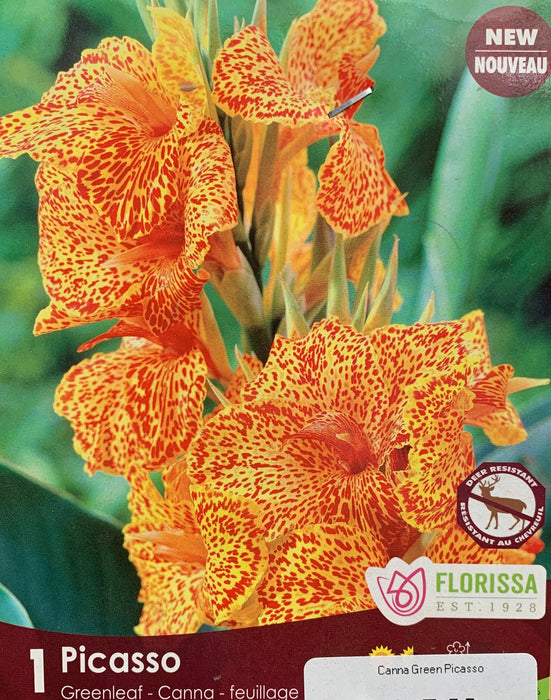 Canna Lily - Picasso Green