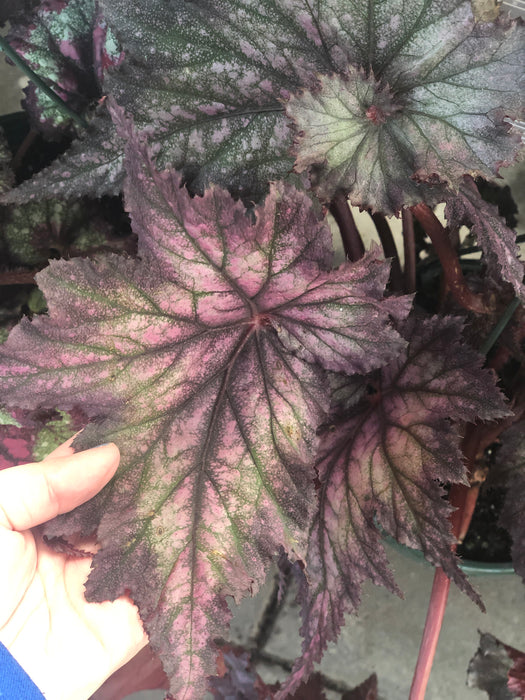 Begonias Rex
