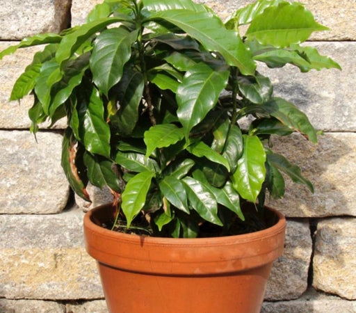 Coffee Plant