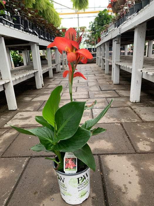 Canna Lilly 2 gallon pot