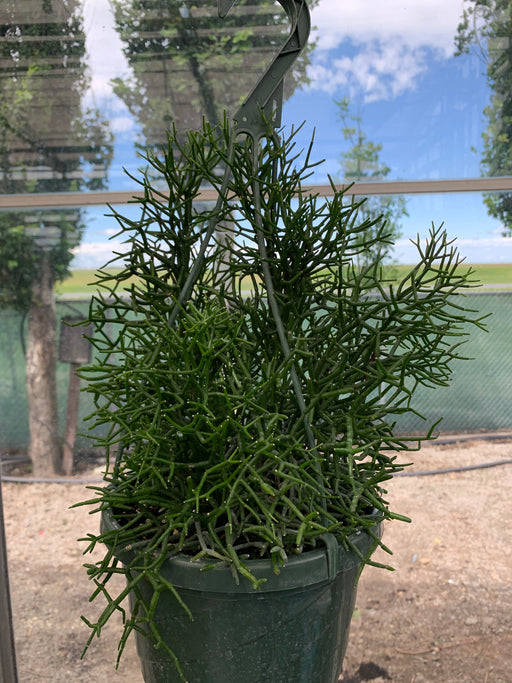 Dancing Bone Cactus 8” HB