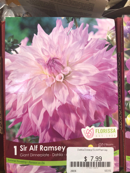 Dahlia Sir Alf Ramsey